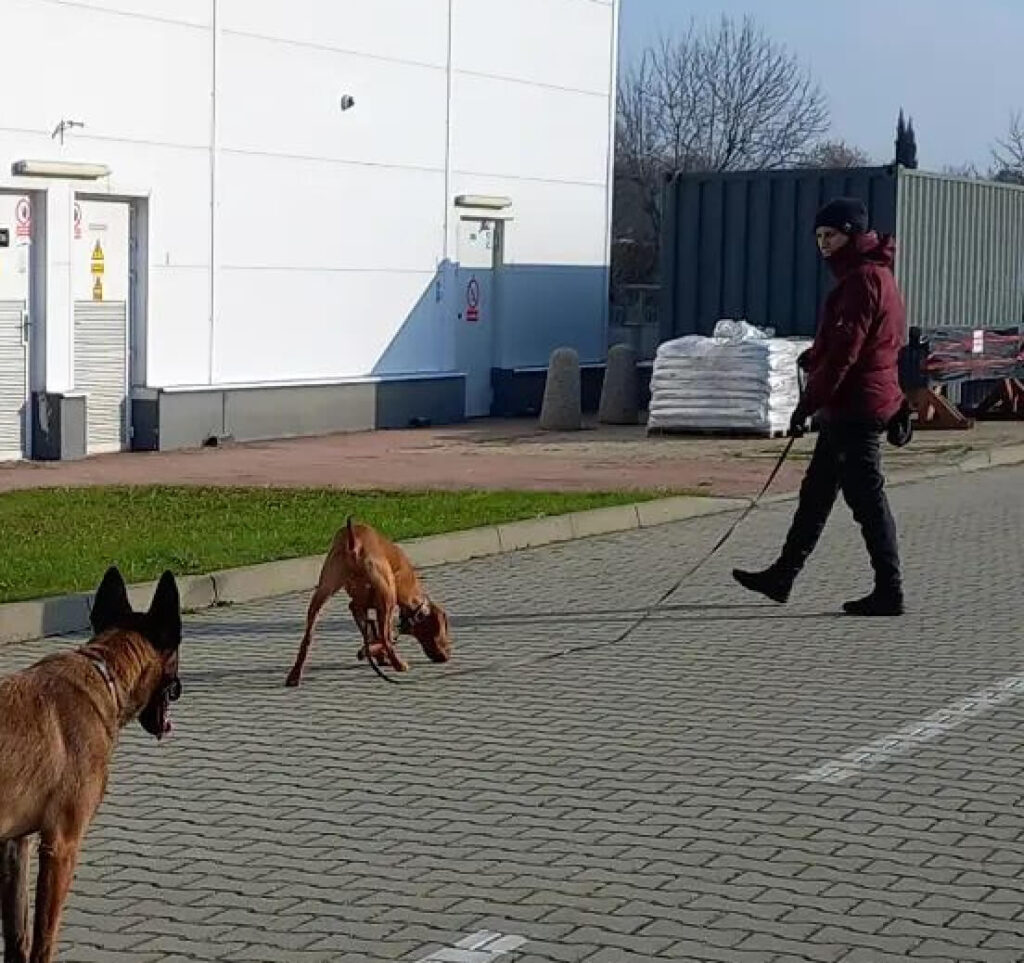 Praca w terenie, gdzie pies mieszka i spaceruje na co dzień